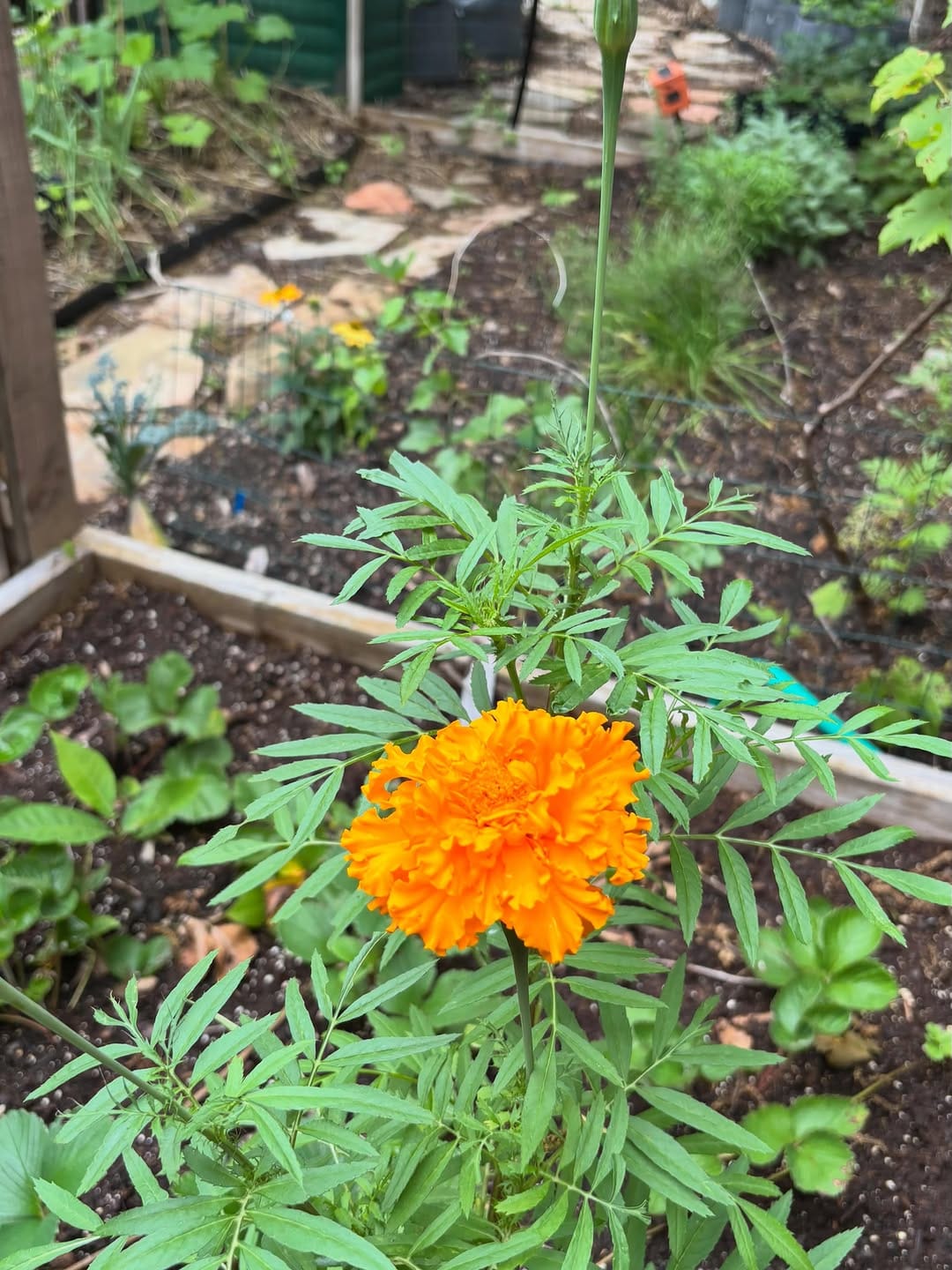 Post 7 by Graylen Brown | Texas Master Gardener on Instagram (carousel)
