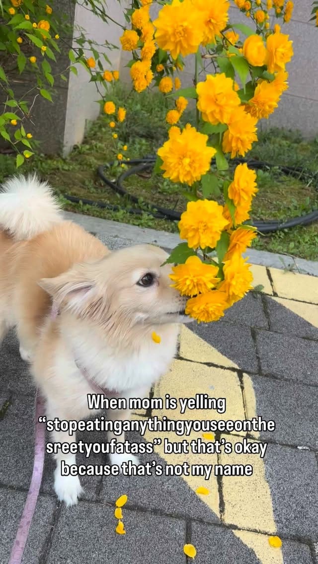 Post 8 by Mia 🐶 & Via 👩🏻 on Instagram (video)