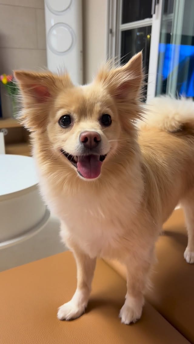 Post 4 by Mia 🐶 & Via 👩🏻 on Instagram (video)