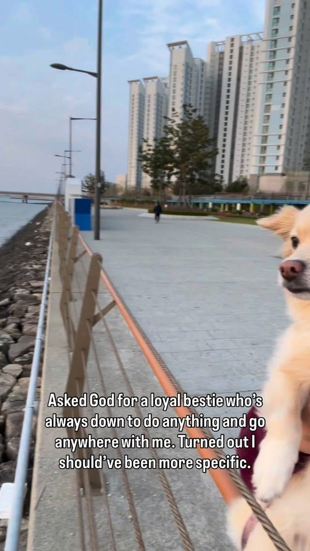 Post 6 by Mia 🐶 & Via 👩🏻 on Instagram (video)