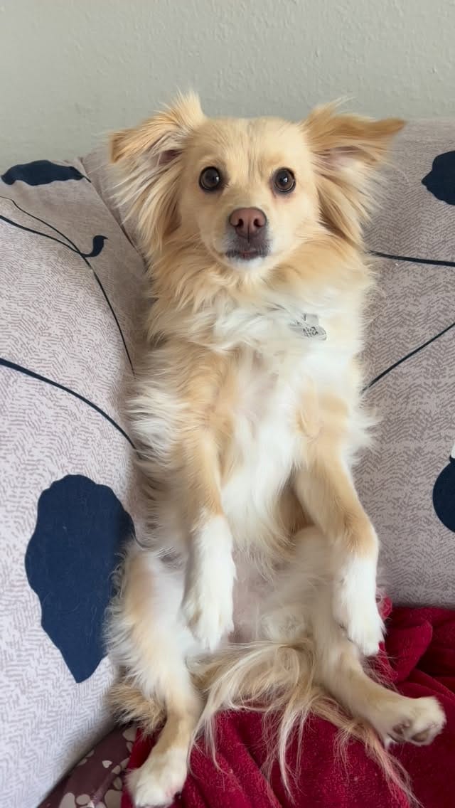 Post 2 by Mia 🐶 & Via 👩🏻 on Instagram (video)