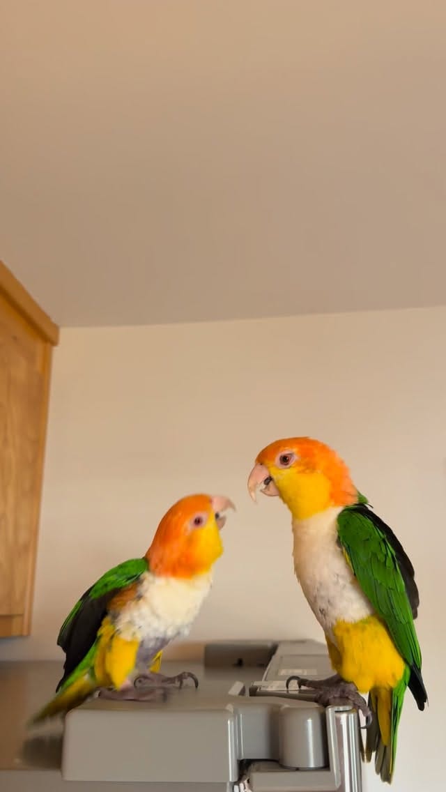 Post 1 by Goober & Mouse the Caiques on Instagram (video)