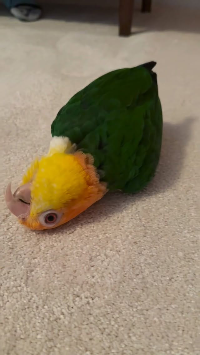 Post 4 by Goober & Mouse the Caiques on Instagram (video)
