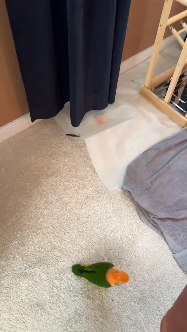 Post 6 by Goober & Mouse the Caiques on Instagram (video)