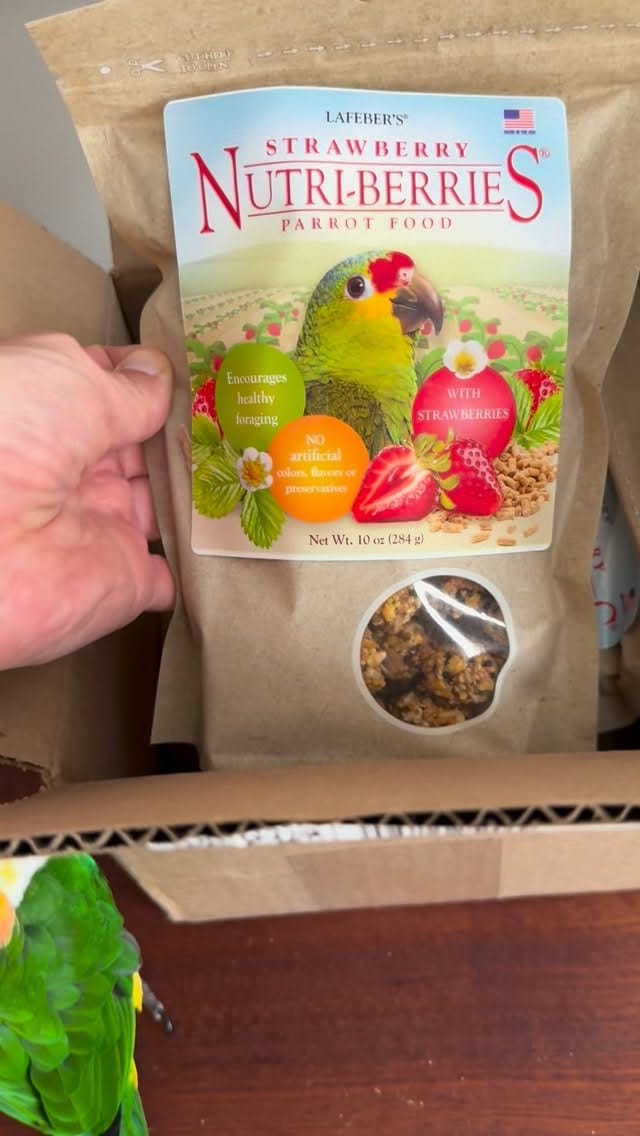 Post 3 by Goober & Mouse the Caiques on Instagram (video)