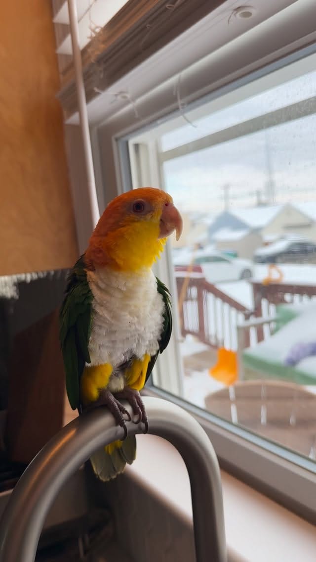 Post 10 by Goober & Mouse the Caiques on Instagram (video)