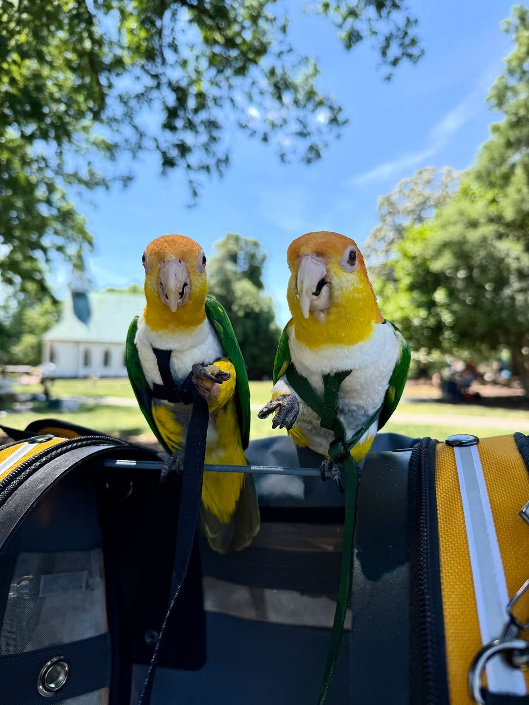 Post 2 by Goober & Mouse the Caiques on Instagram (image)