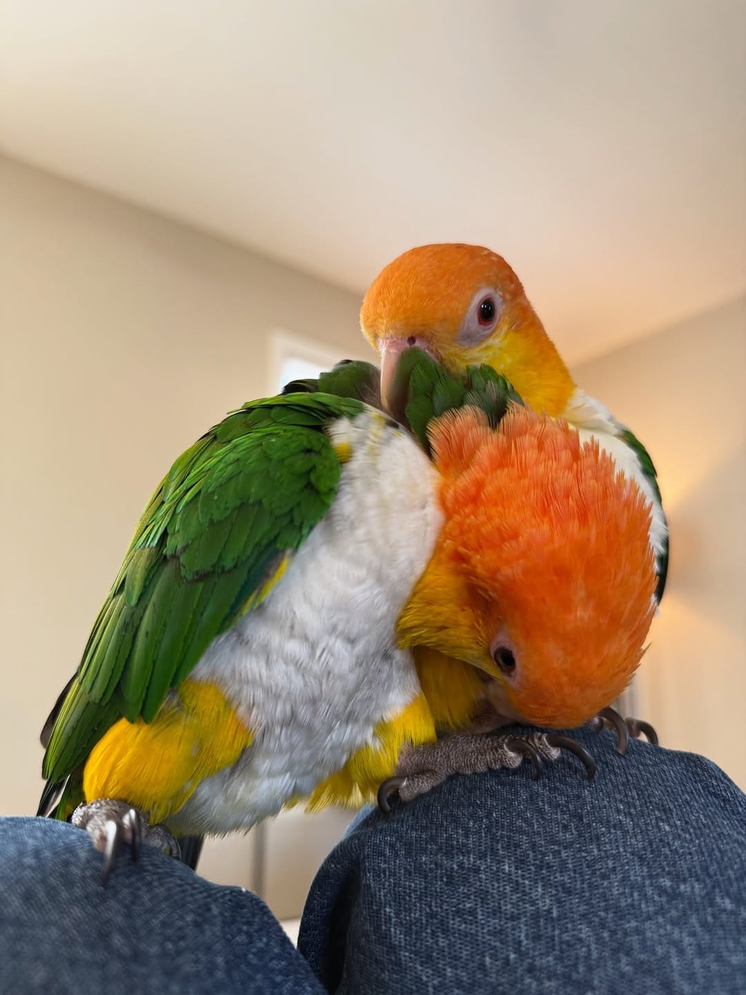 Post 9 by Goober & Mouse the Caiques on Instagram (carousel)