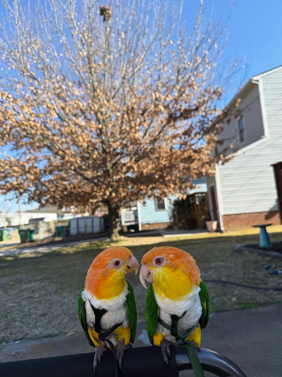 Post 8 by Goober & Mouse the Caiques on Instagram (image)