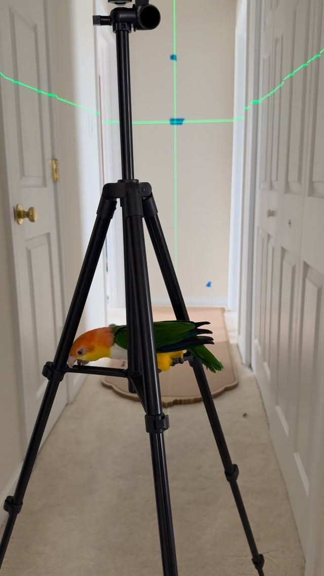 Post 7 by Goober & Mouse the Caiques on Instagram (video)