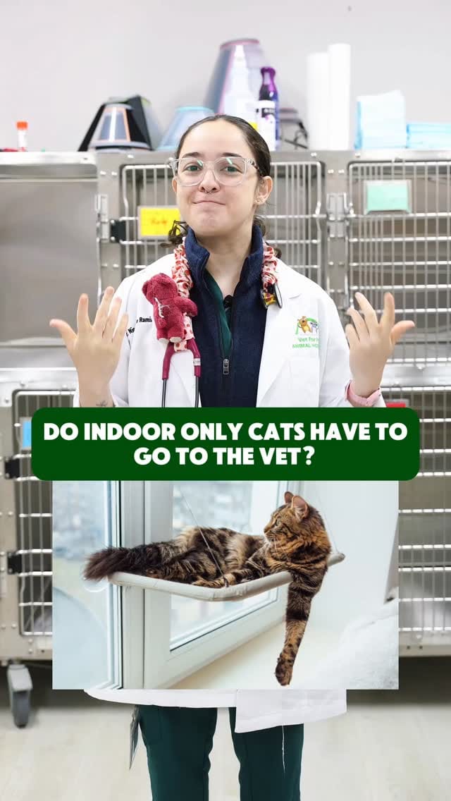 Post 1 by Vet For Pet Animal Hospital on Instagram (video)