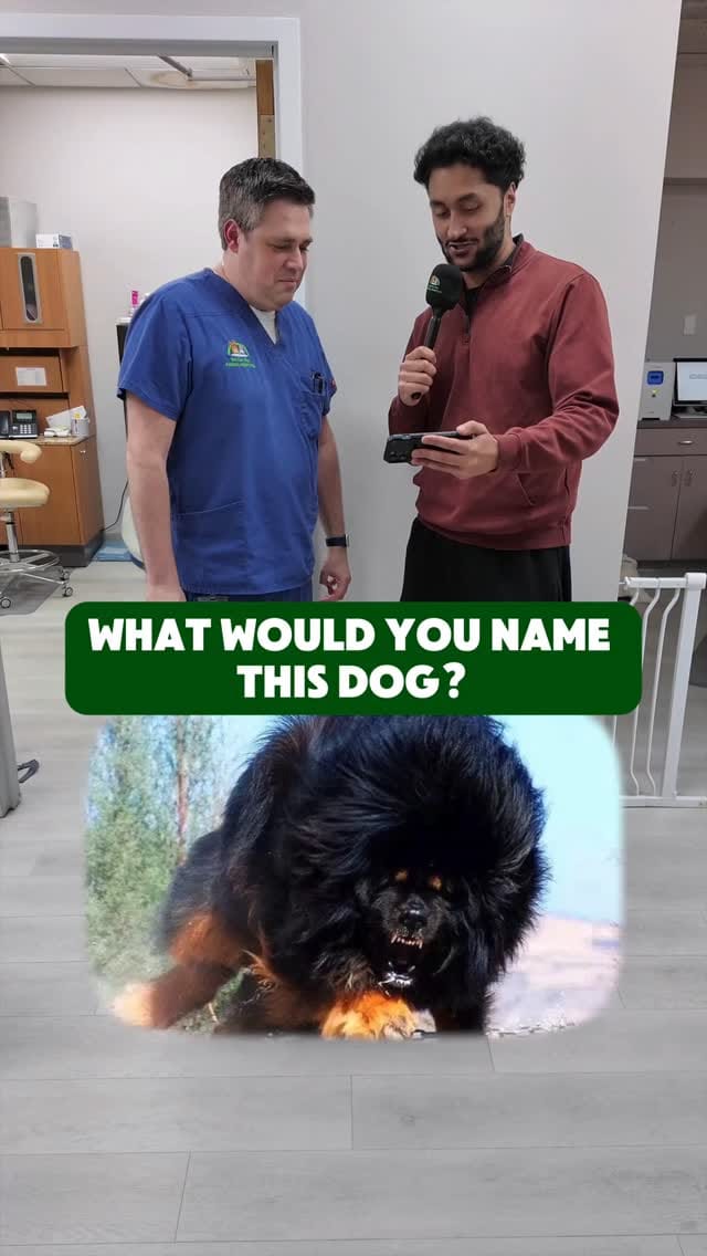Post 4 by Vet For Pet Animal Hospital on Instagram (video)