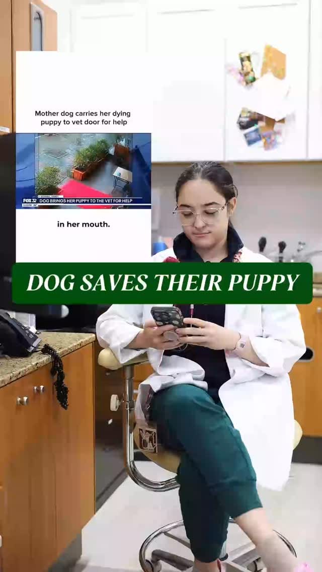 Post 5 by Vet For Pet Animal Hospital on Instagram (video)
