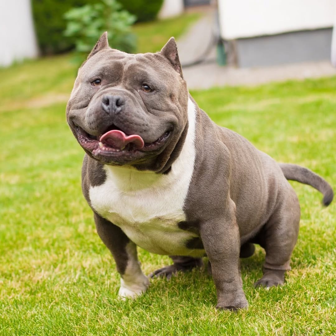 Post 9 by Gold Star Bully on Instagram (image)