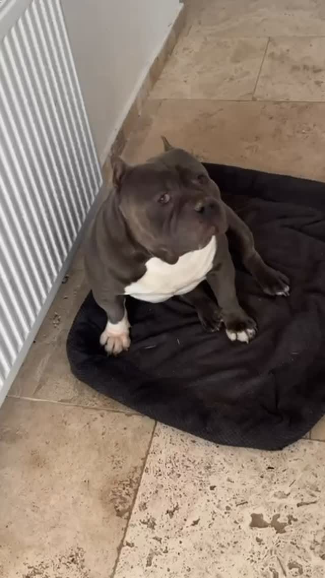Post 3 by Gold Star Bully on Instagram (video)