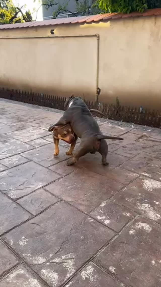 Post 2 by Gold Star Bully on Instagram (video)