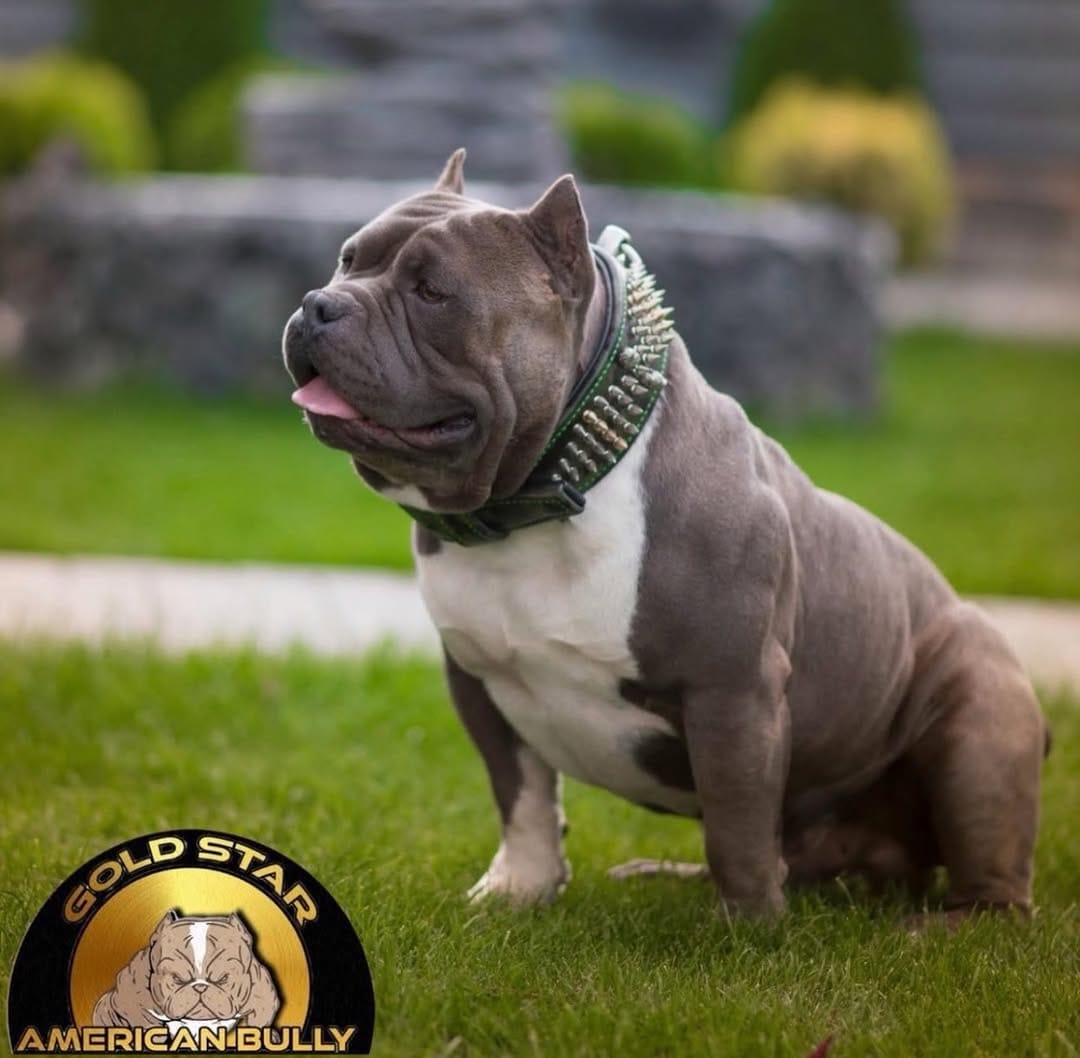 Post 1 by Gold Star Bully on Instagram (image)