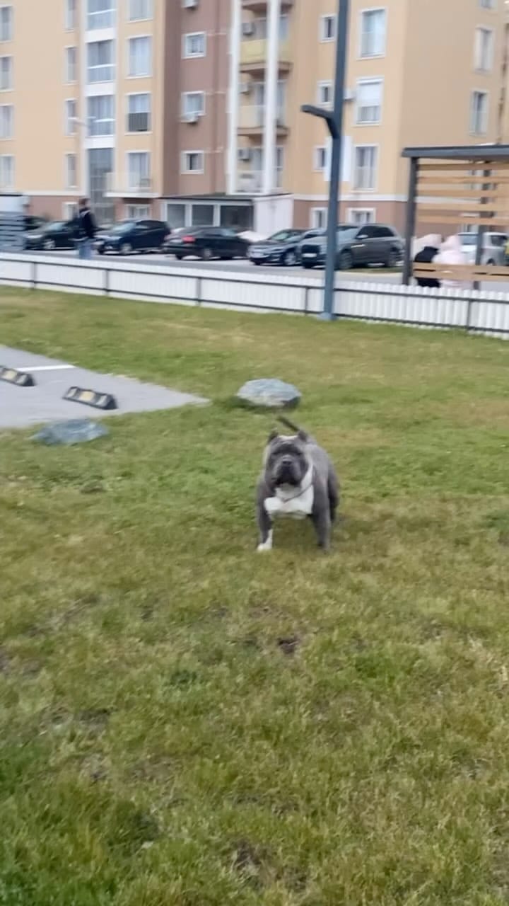 Post 6 by Gold Star Bully on Instagram (video)