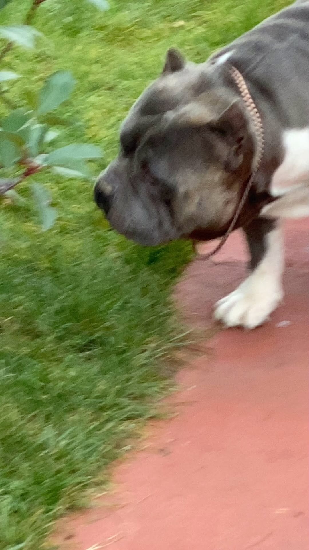 Post 4 by Gold Star Bully on Instagram (video)