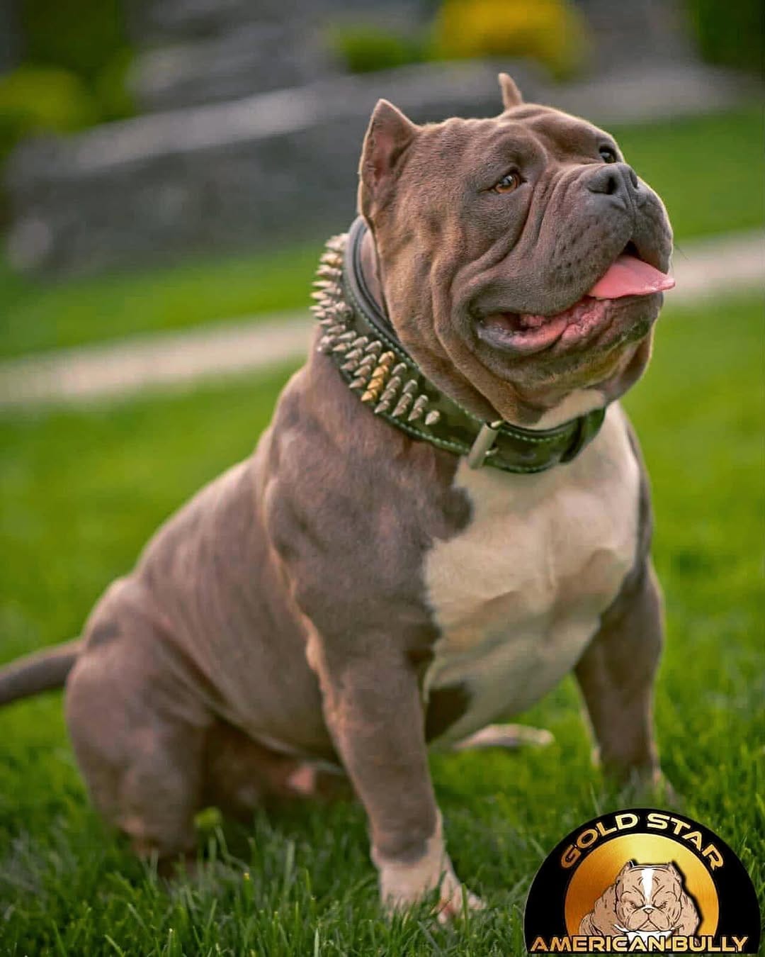 Post 10 by Gold Star Bully on Instagram (image)