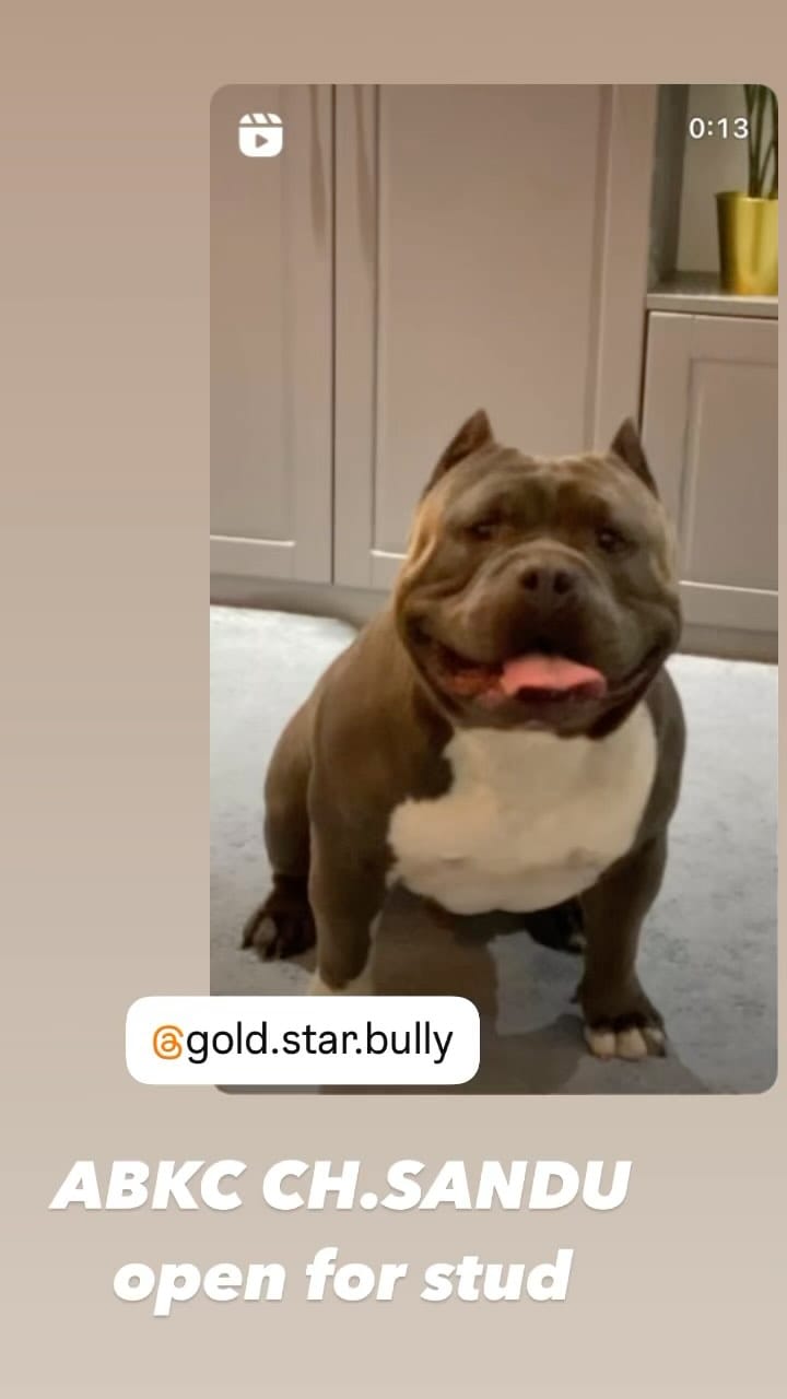 Post 5 by Gold Star Bully on Instagram (video)
