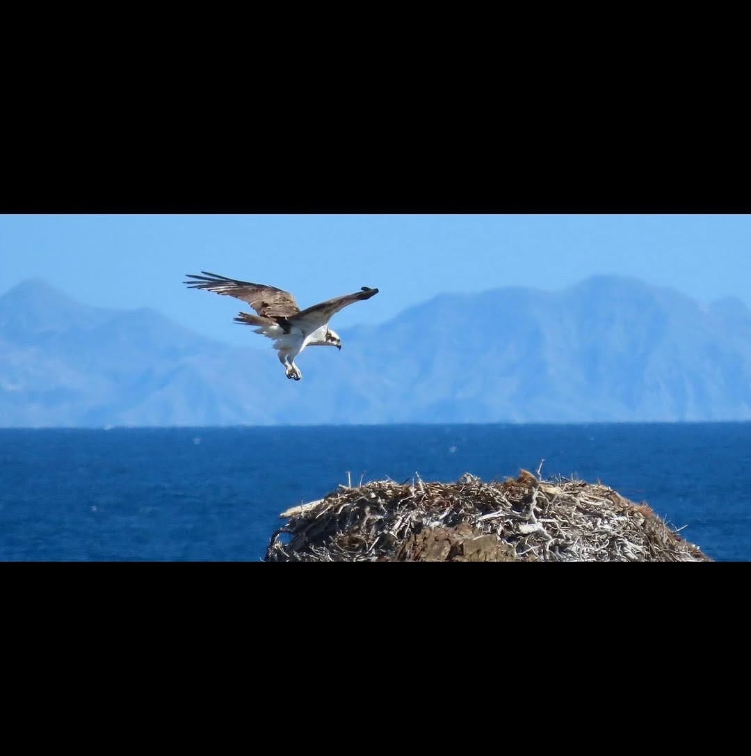 Post 5 by Royal Polaris Sportfishing on Instagram (carousel)