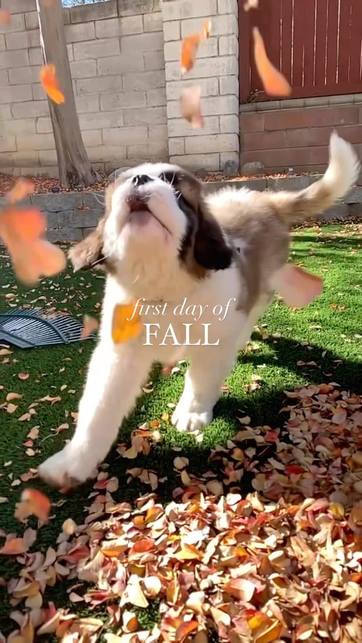Post 4 by Kota + Denver on Instagram (video)