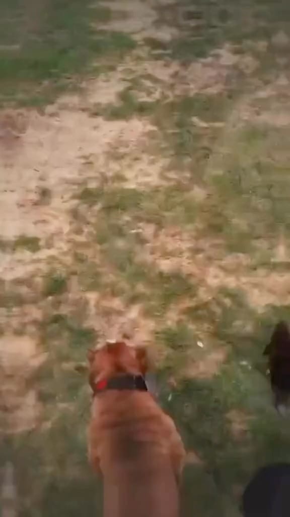 Post 7 by XLTX Bullies on Instagram (video)