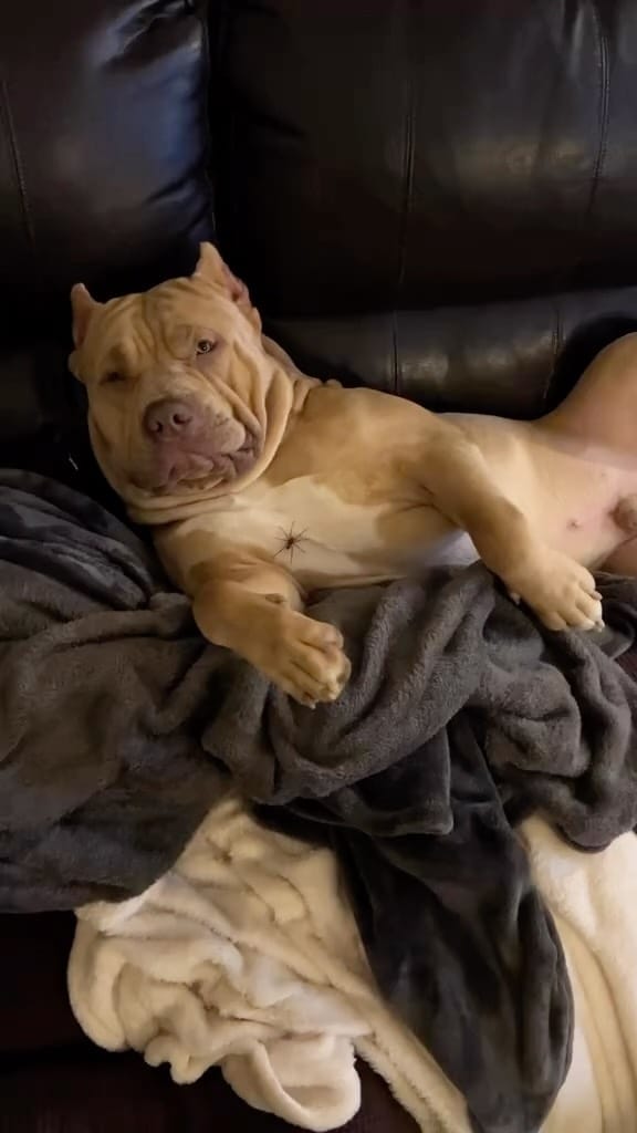 Post 5 by XLTX Bullies on Instagram (video)