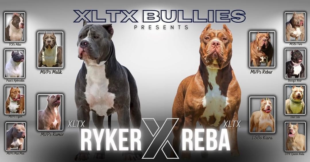 Post 6 by XLTX Bullies on Instagram (image)
