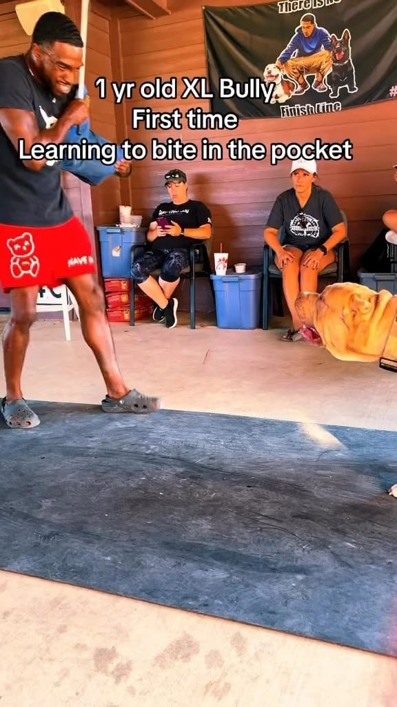 Post 10 by XLTX Bullies on Instagram (video)
