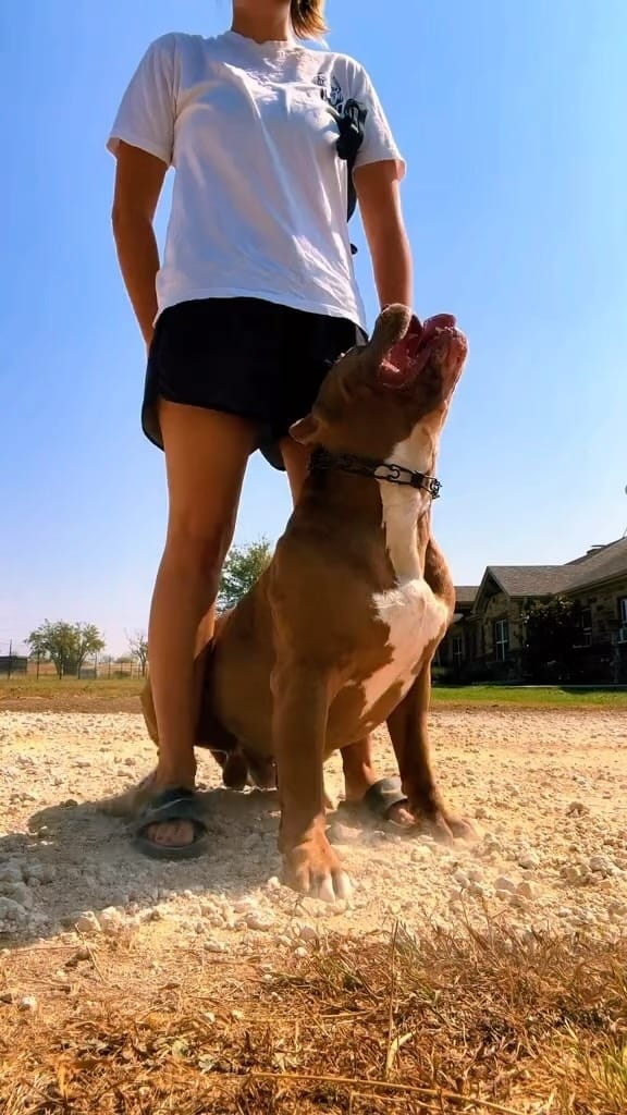 Post 8 by XLTX Bullies on Instagram (video)