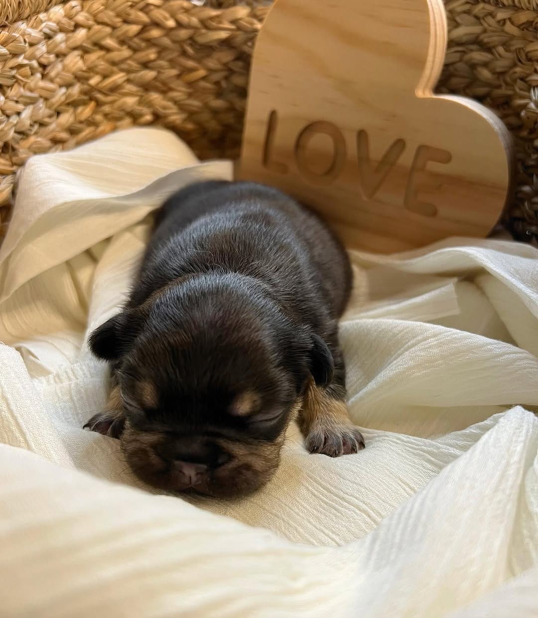 Post 8 by @bigbelliedbulldogs on Instagram (carousel)