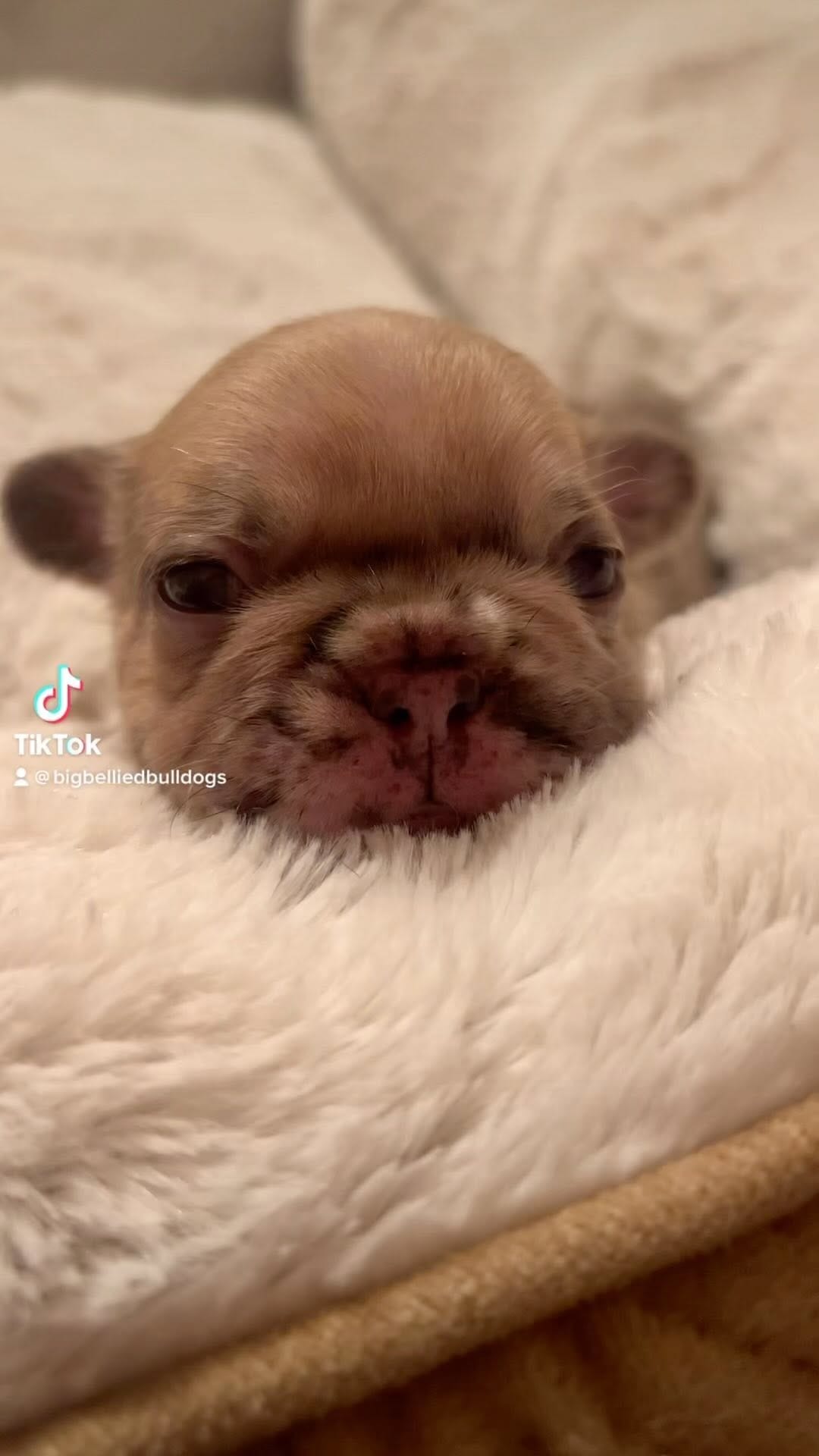 Post 4 by @bigbelliedbulldogs on Instagram (video)