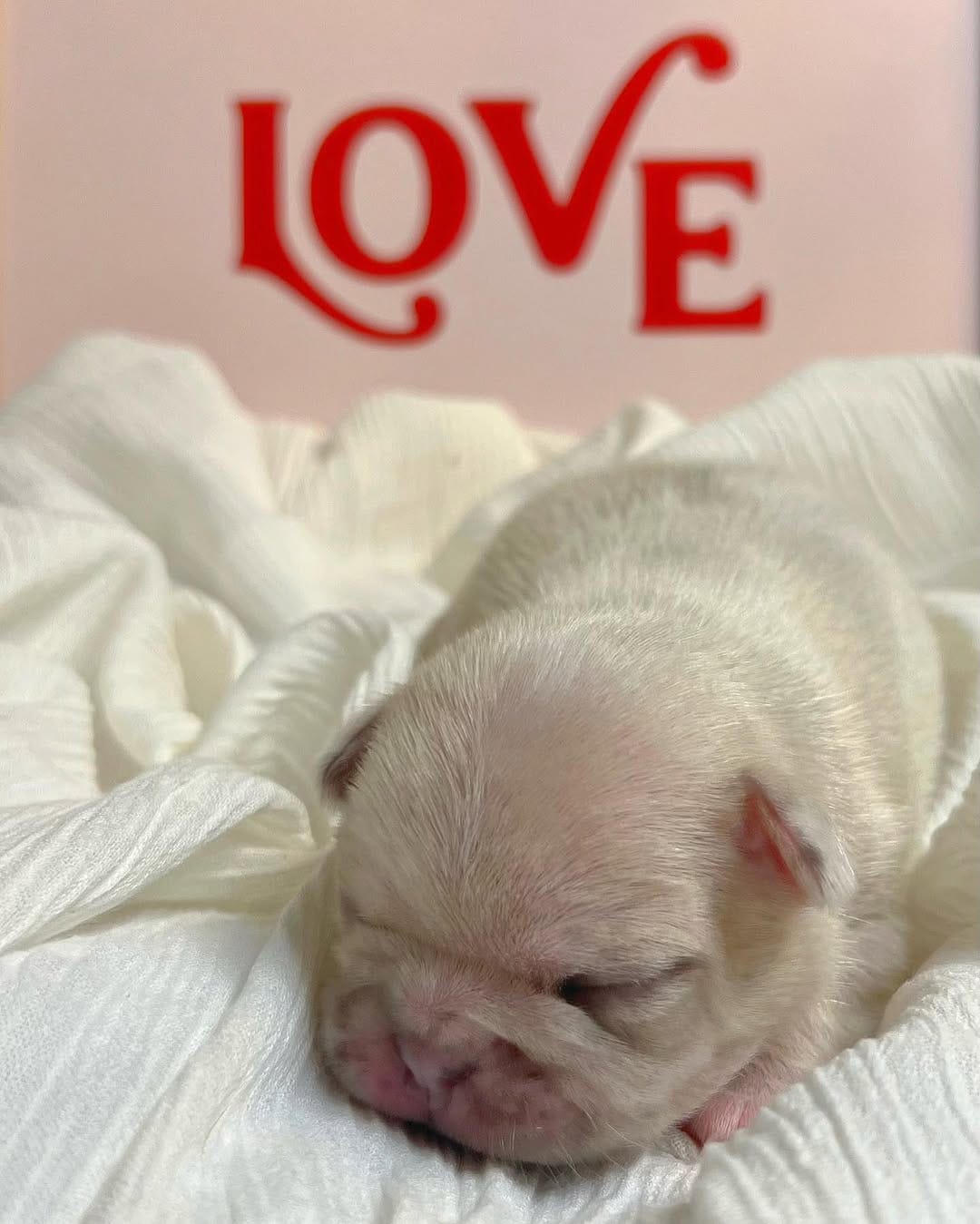 Post 9 by @bigbelliedbulldogs on Instagram (carousel)