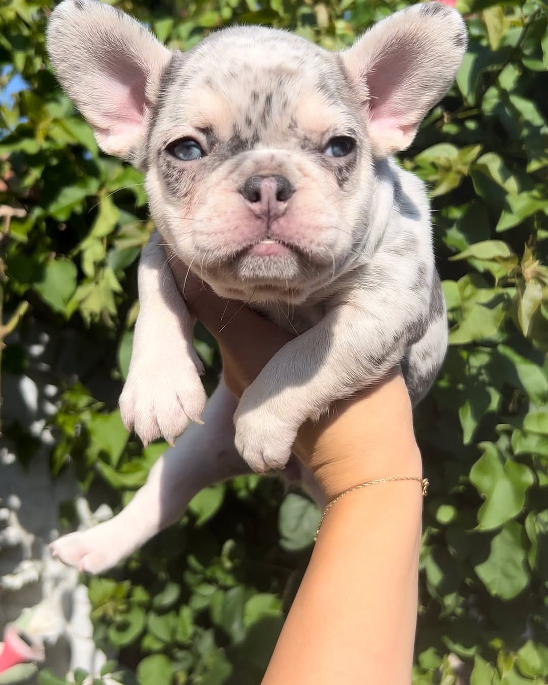 Post 2 by @bigbelliedbulldogs on Instagram (image)