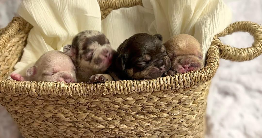 Post 5 by @bigbelliedbulldogs on Instagram (image)