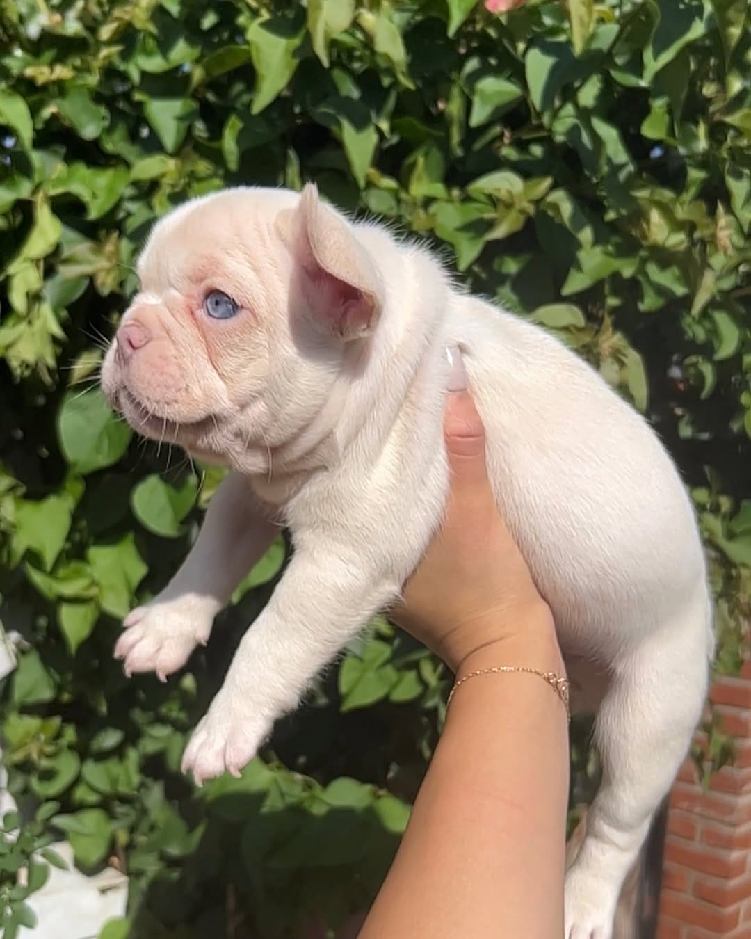 Post 1 by @bigbelliedbulldogs on Instagram (carousel)
