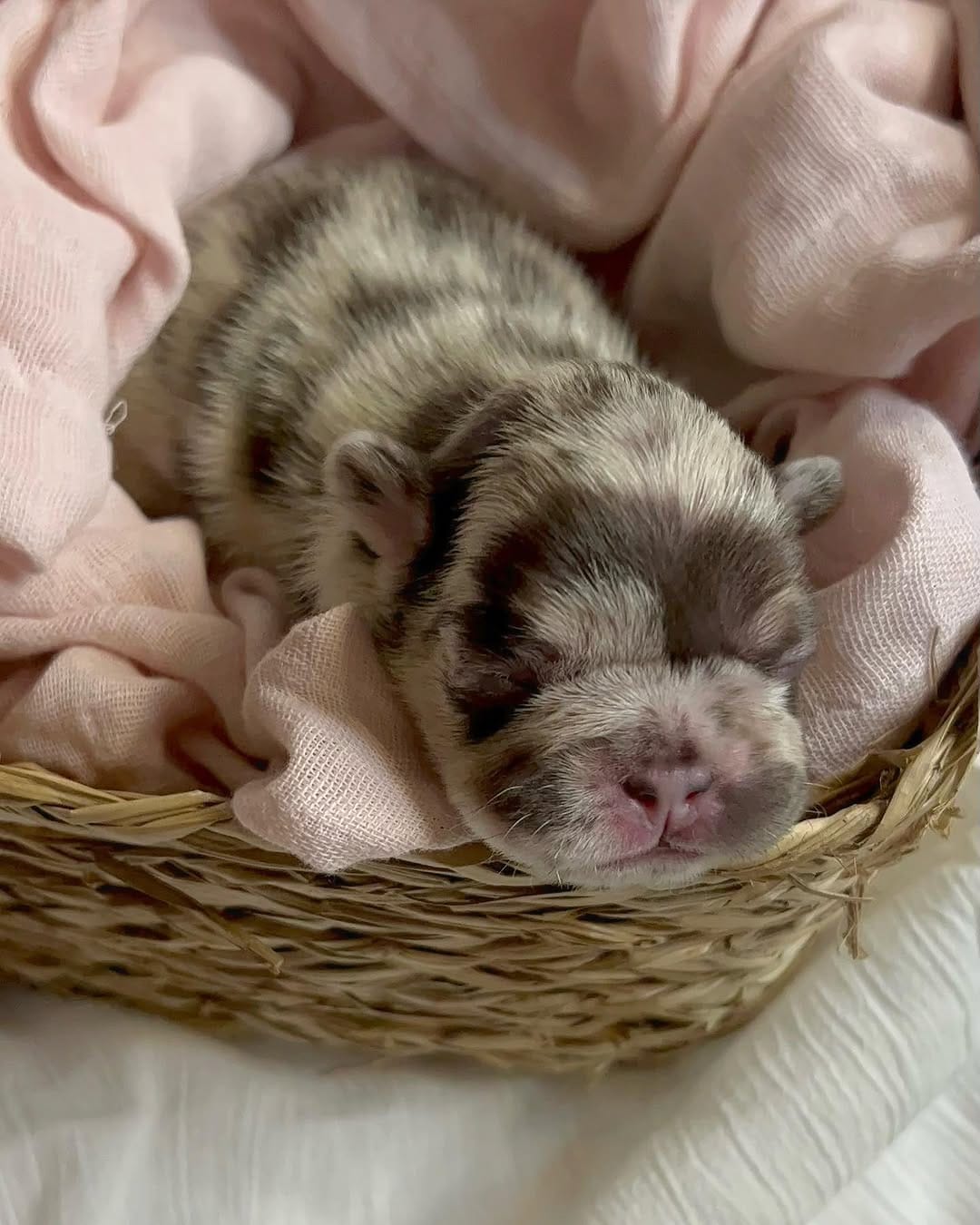 Post 7 by @bigbelliedbulldogs on Instagram (carousel)