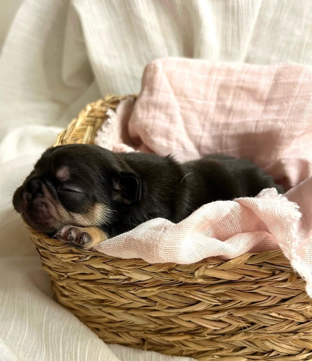 Post 6 by @bigbelliedbulldogs on Instagram (carousel)