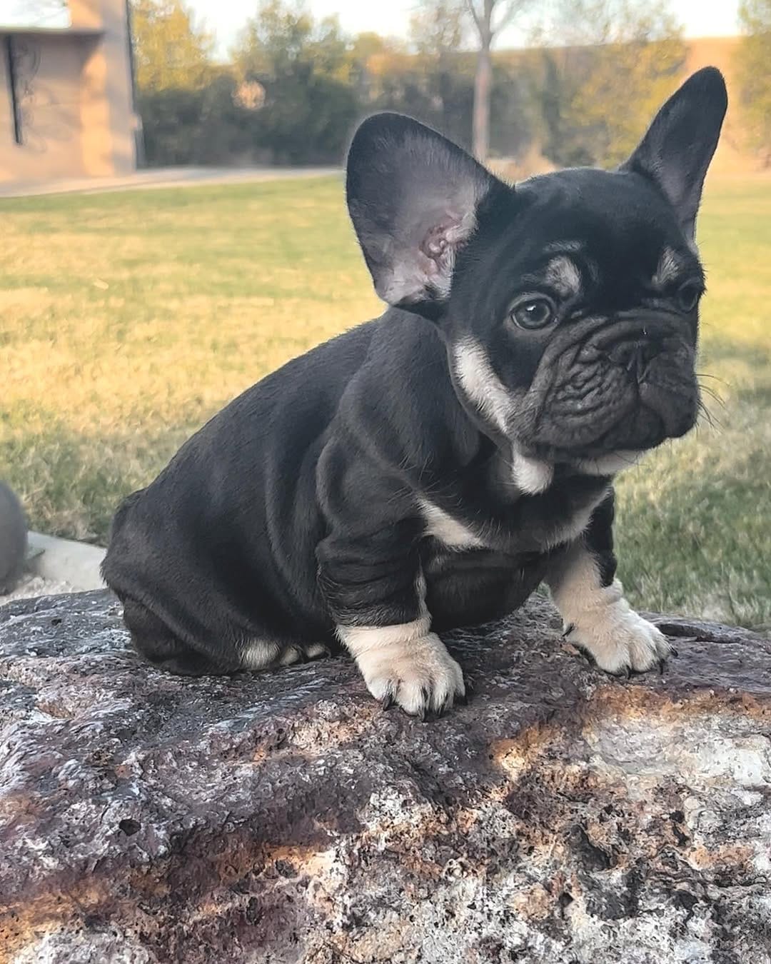 Post 3 by @bigbelliedbulldogs on Instagram (carousel)