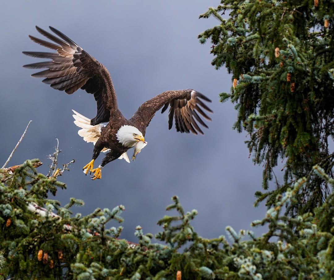 Post 9 by Sitka Alaska Photography on Instagram (image)