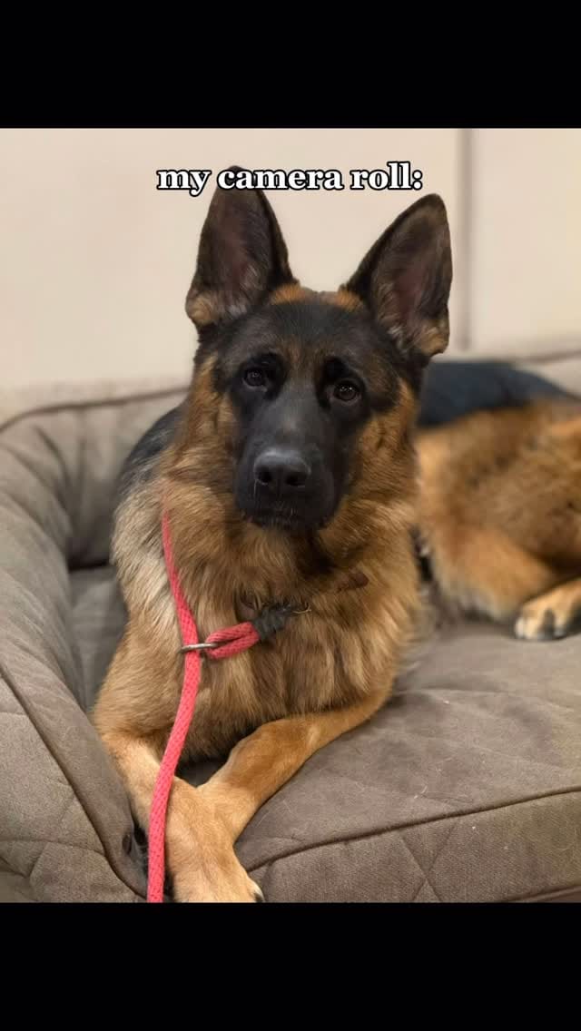 Post 4 by Wa-Bo German Shepherds on Instagram (video)
