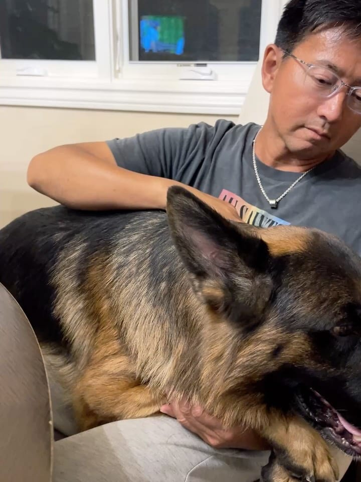 Post 2 by Wa-Bo German Shepherds on Instagram (carousel)