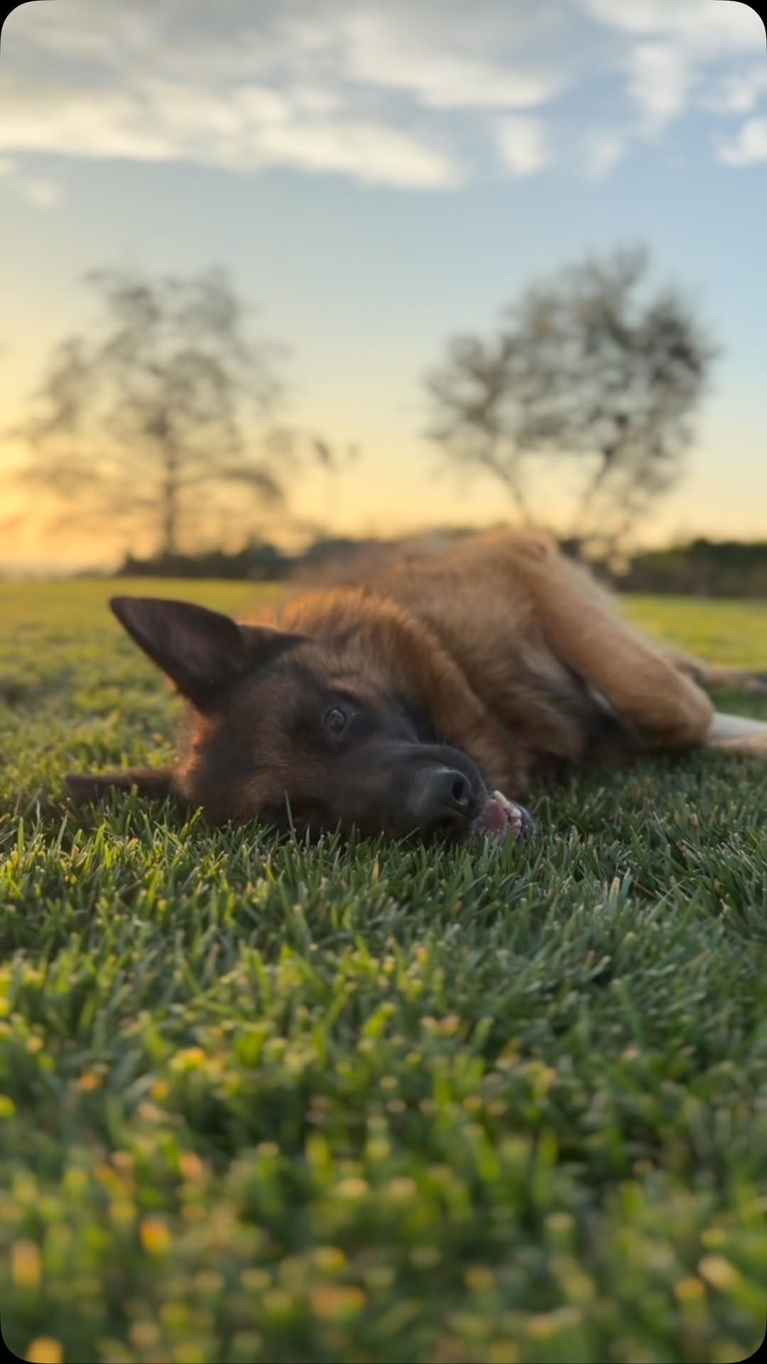 Post 5 by Wa-Bo German Shepherds on Instagram (video)