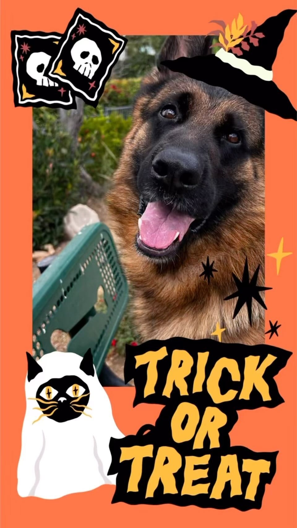 Post 10 by Wa-Bo German Shepherds on Instagram (video)
