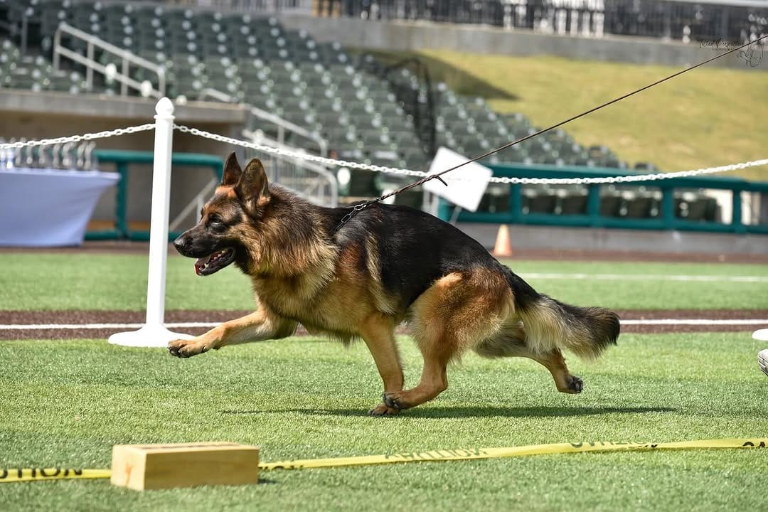 Post 6 by Wa-Bo German Shepherds on Instagram (carousel)