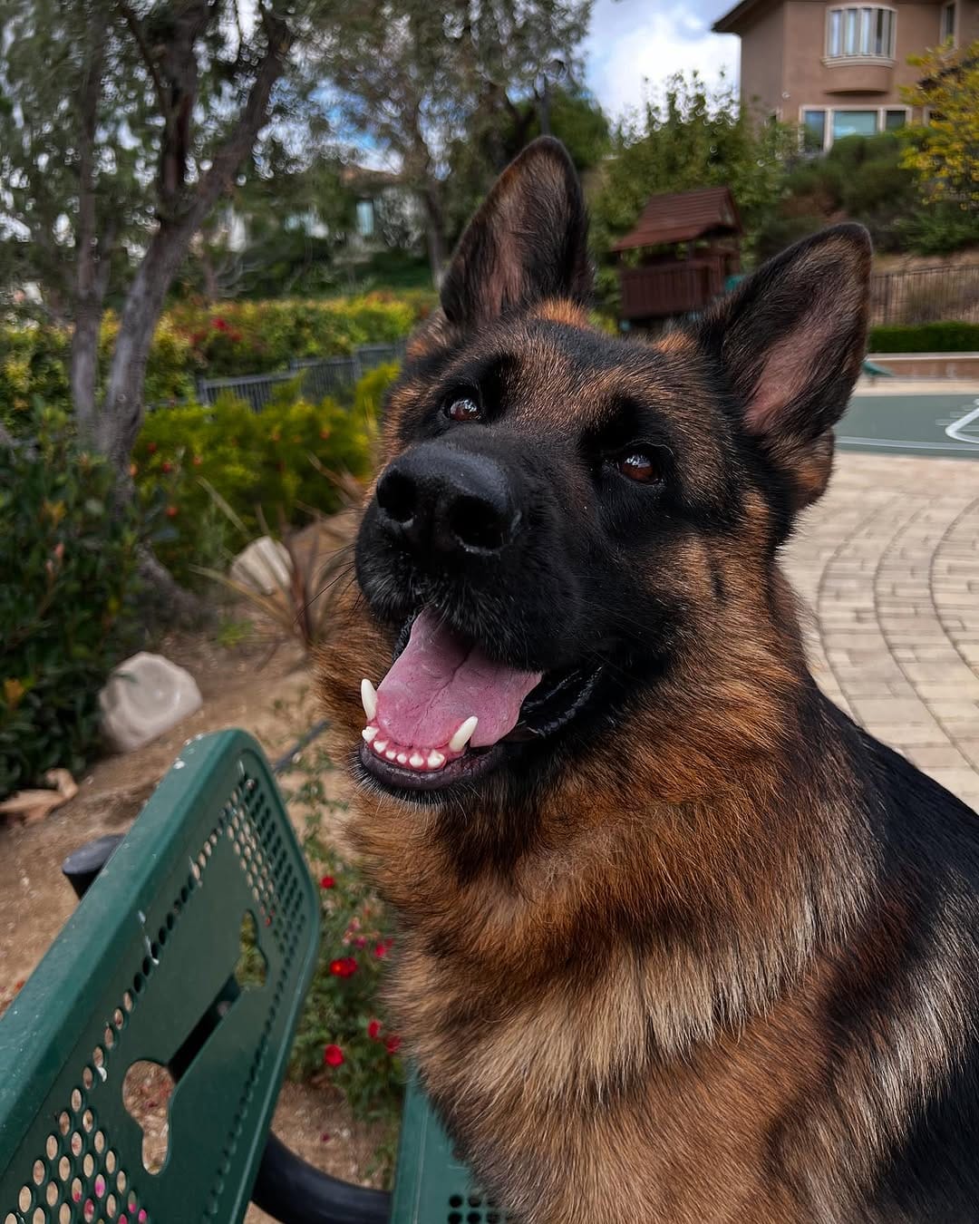 Post 8 by Wa-Bo German Shepherds on Instagram (carousel)