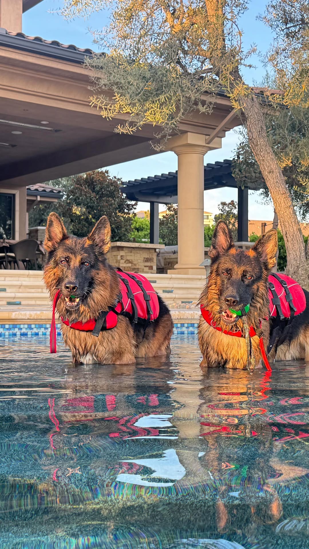 Post 3 by Wa-Bo German Shepherds on Instagram (video)