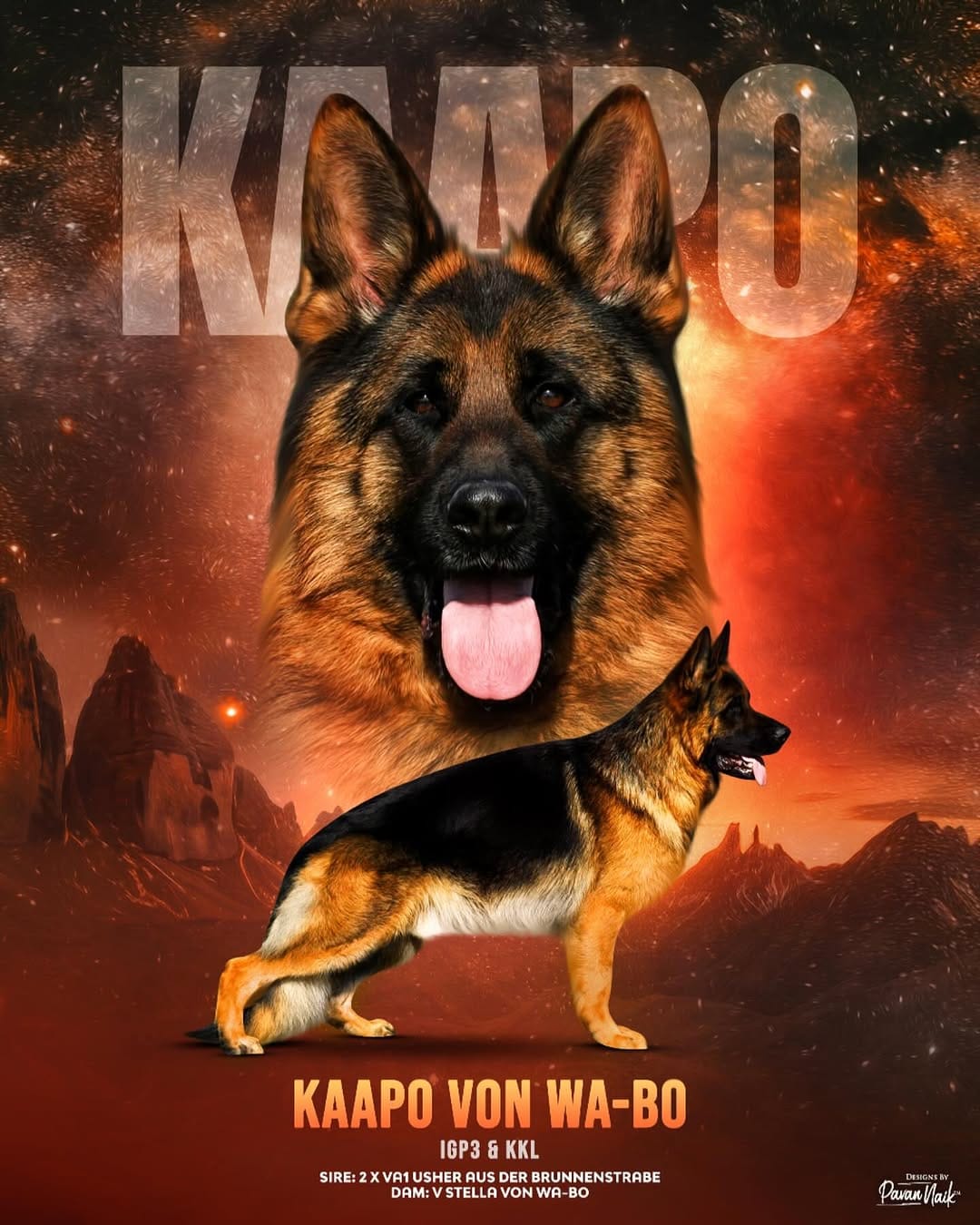 Post 9 by Wa-Bo German Shepherds on Instagram (image)